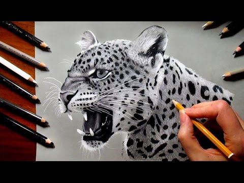 480x360 Pencil Drawing Of A Leopard