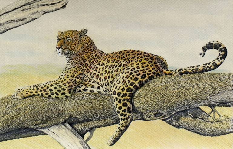 770x493 Saatchi Art Leopard On A Tree Drawing By Charles Berry