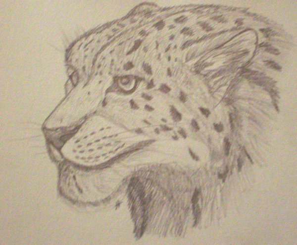 600x494 Snow Leopard Face Sketch By Firekougra15