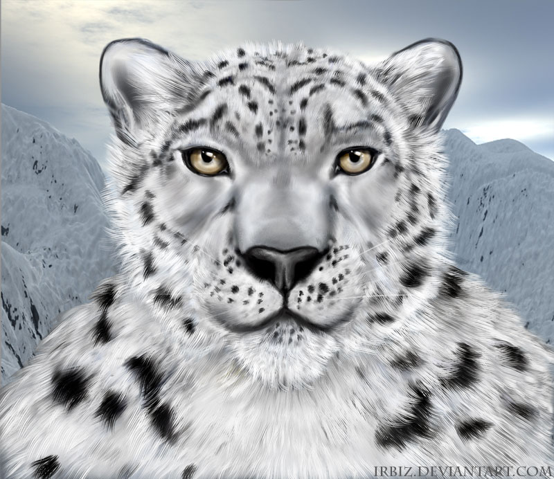 800x692 Snow Leopard Face By Irbiz