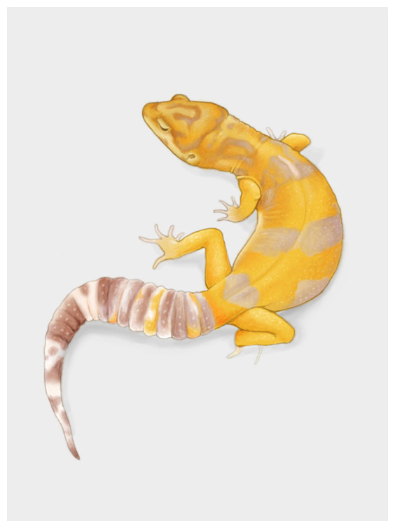 564x754 Leopard Gecko Drawing By Olimpia Geckos