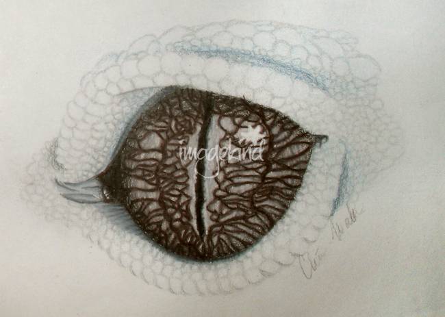 650x463 Leopard Gecko Eye By Christina Walton