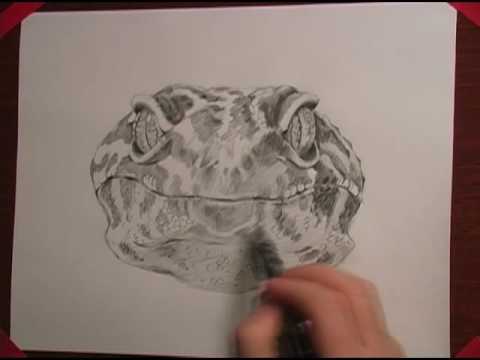480x360 Leopard Gecko Drawing