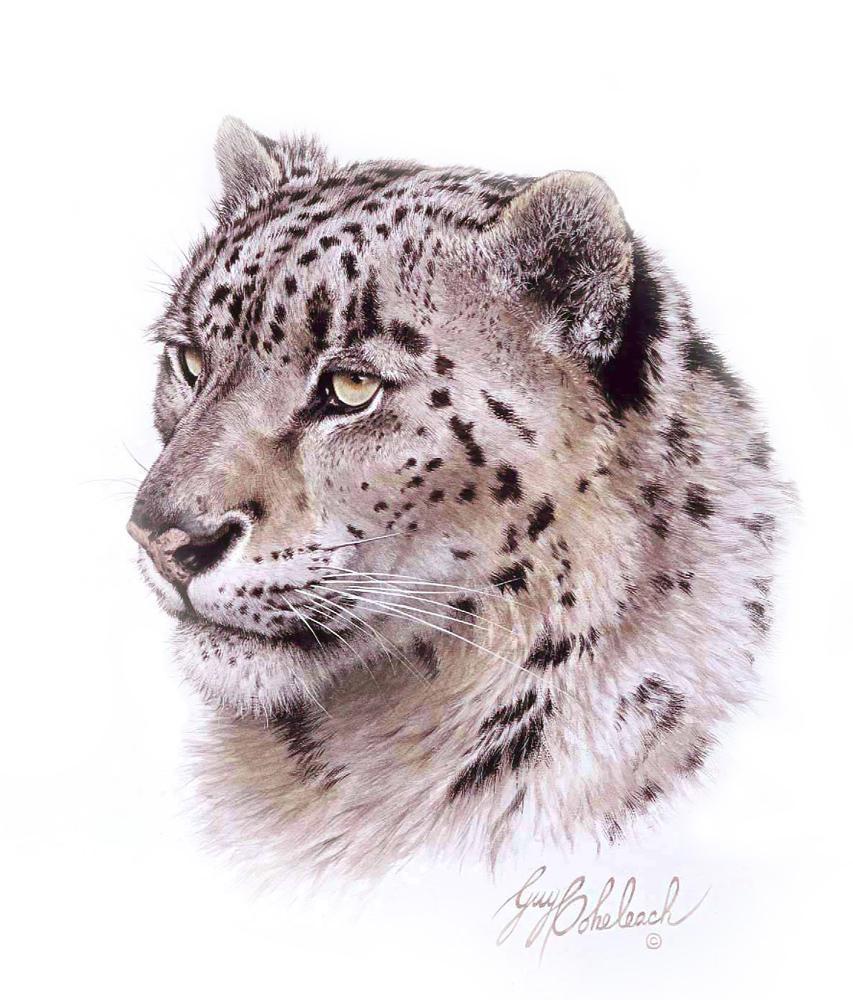 853x1000 Snow Leopard Head16x20 Portraits Of The Big Cats Wildlife
