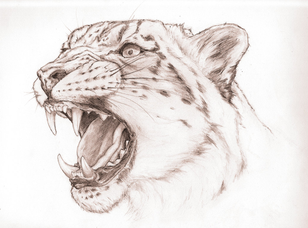 1039x768 Snow Leopard Snarl By Valime