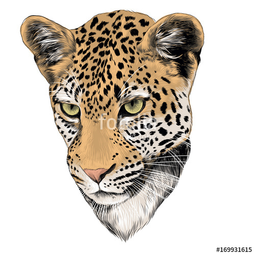 Leopard Head Drawing at GetDrawings | Free download
