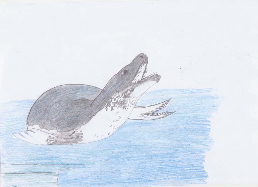 900x653 Leopard Seal By Naturelovekitsune