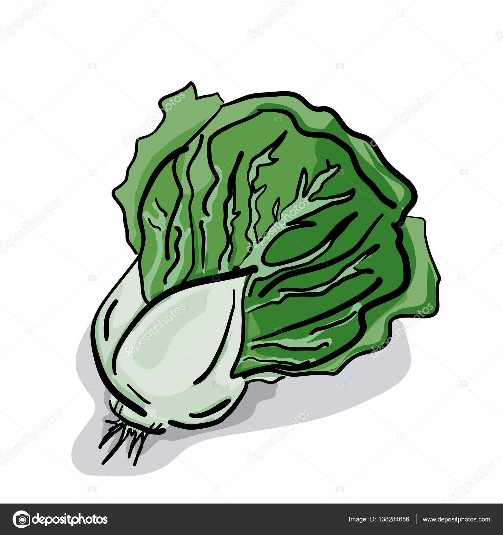 1600x1700 Vegetable Lettuce Drawing Stock Vector Foontntd