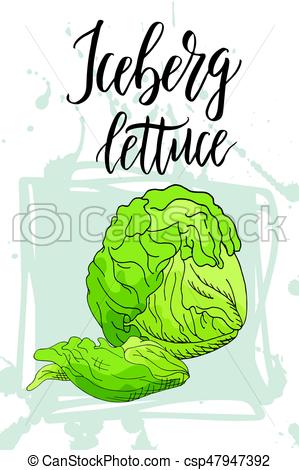 299x470 Vegetable Food Banner. Iceberg Lettuce Sketch. Organic Food Eps