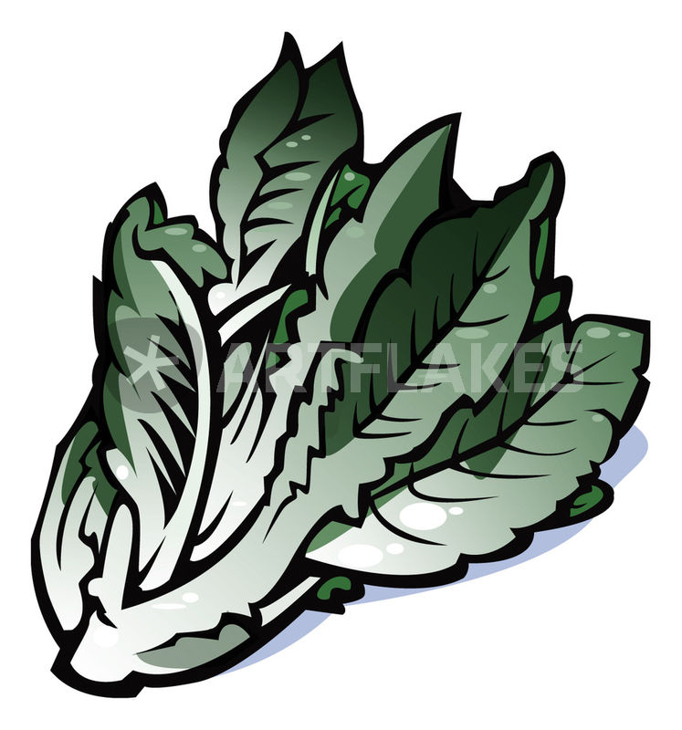 747x800 Vegetables Series Lettuce Drawing Art Prints And Posters By