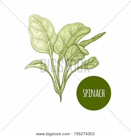 450x470 Lettuce Spinach. Plant Isolated On Vector Amp Photo Bigstock