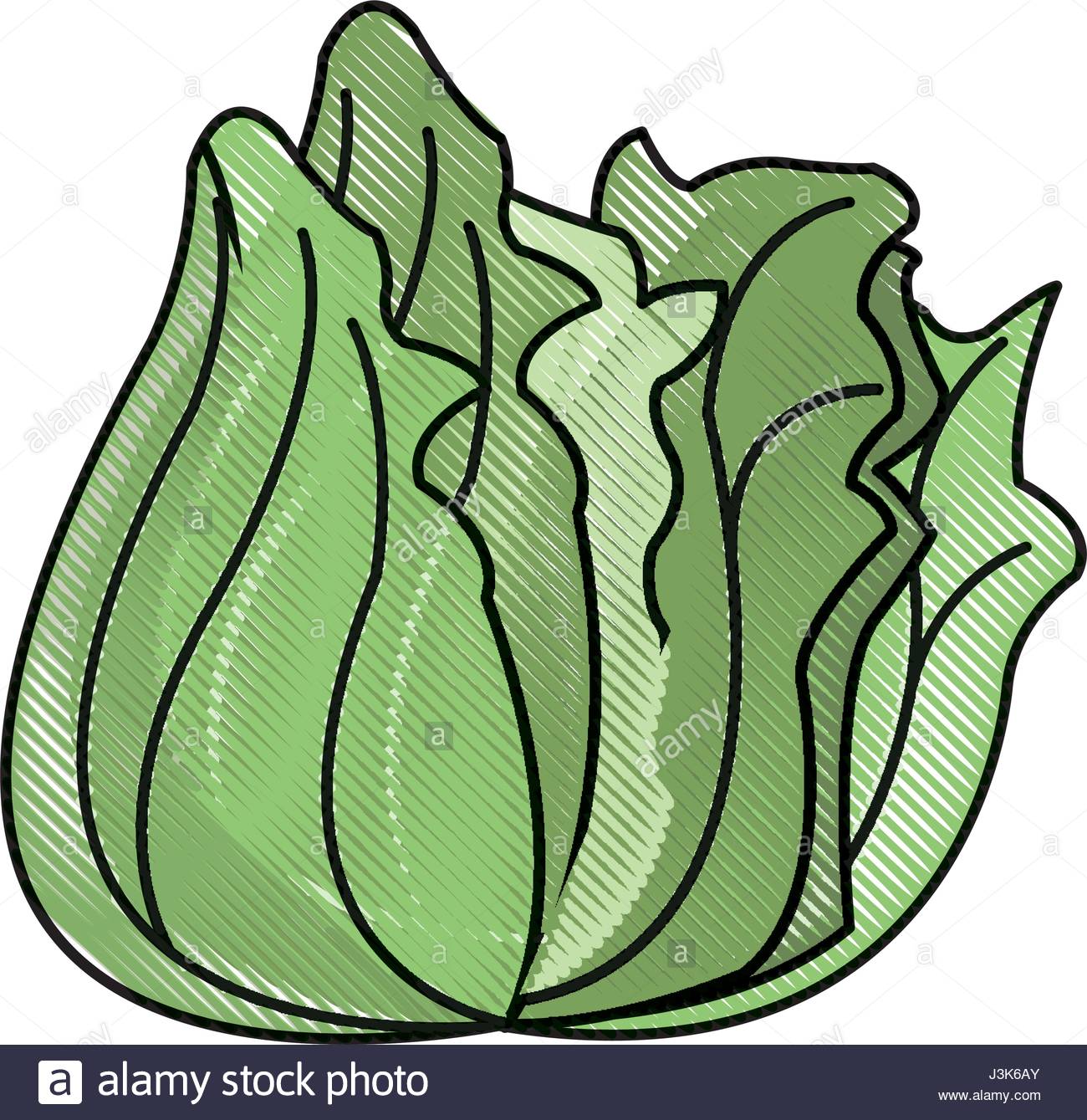Lettuce Leaf Drawing at GetDrawings | Free download