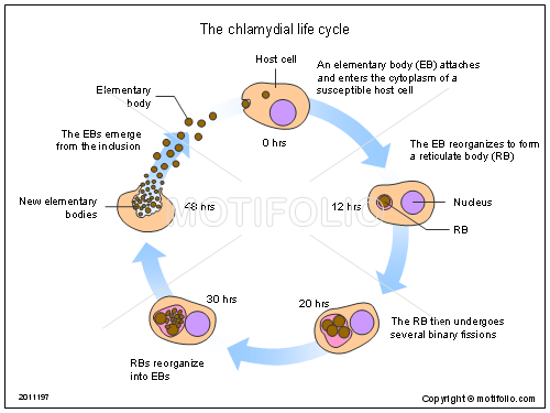500x375 The Chlamydial Life Cycle Illustrations