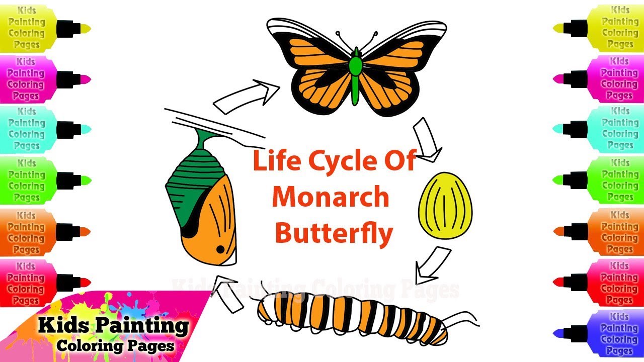 Life Cycle Of A Butterfly Drawing Easy Images