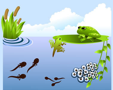 379x302 Articles And Pictures About The Life Cycle Of A Frog Including