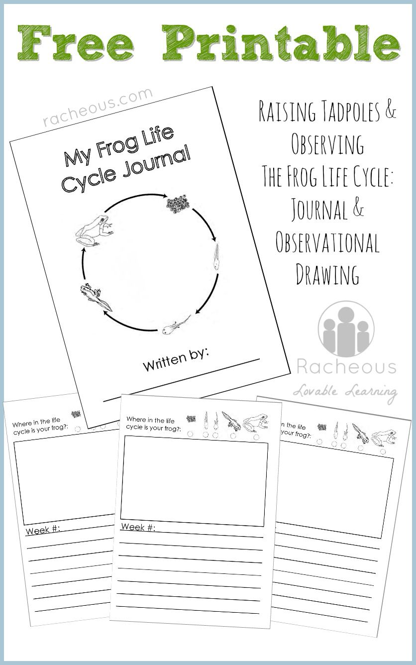 836x1336 Free Printable Frog Life Cycle Journal Frog Life Cycles