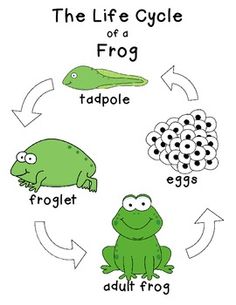 Life Cycle Of A Frog Drawing at GetDrawings | Free download