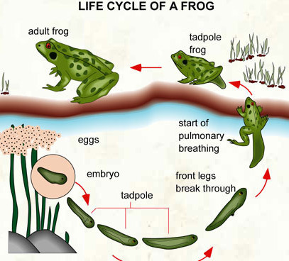 407x368 Lesson Plan Of Life Cycles Of Frog General Science Grade Iv