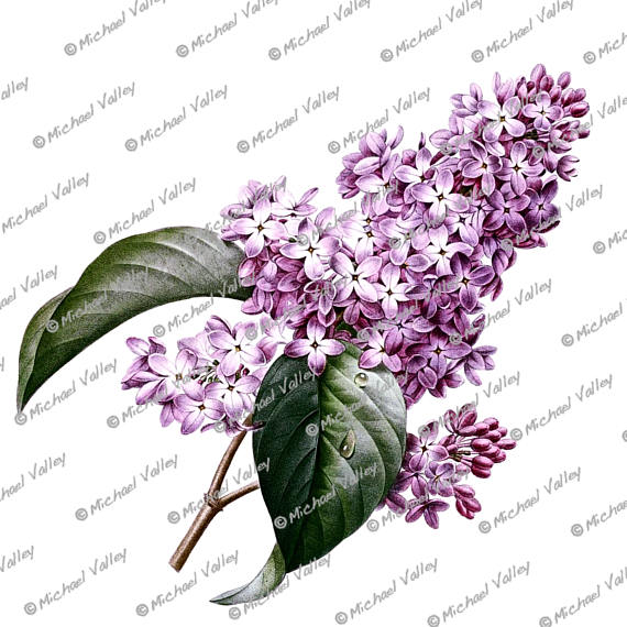 570x570 Purple Lilacs Vintage Botanical Drawing, Beautifully Detailed Png