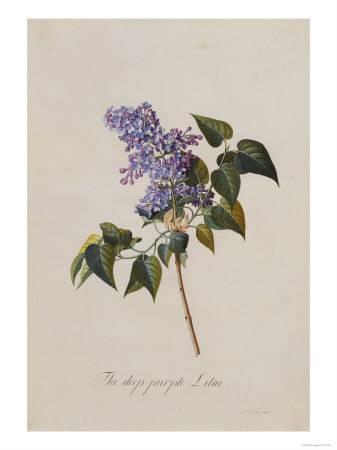 337x450 The Deep Purple Lilac, A Botanical Illustration Giclee Print By