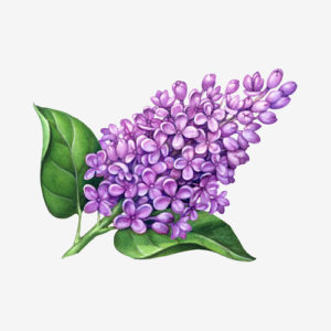 Lilac Drawing at GetDrawings | Free download