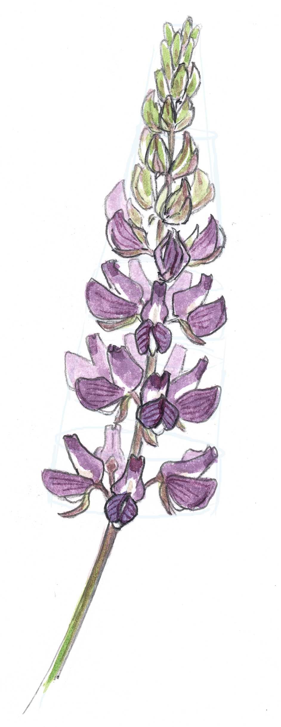 942x2436 How To Draw Lupine Step By Step