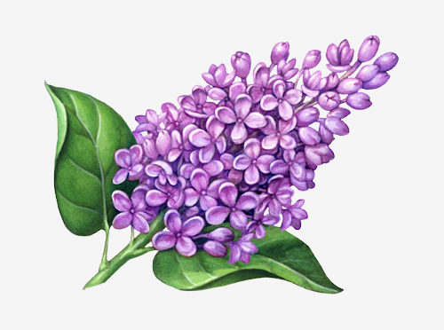 Lilac Flower Drawing at GetDrawings | Free download