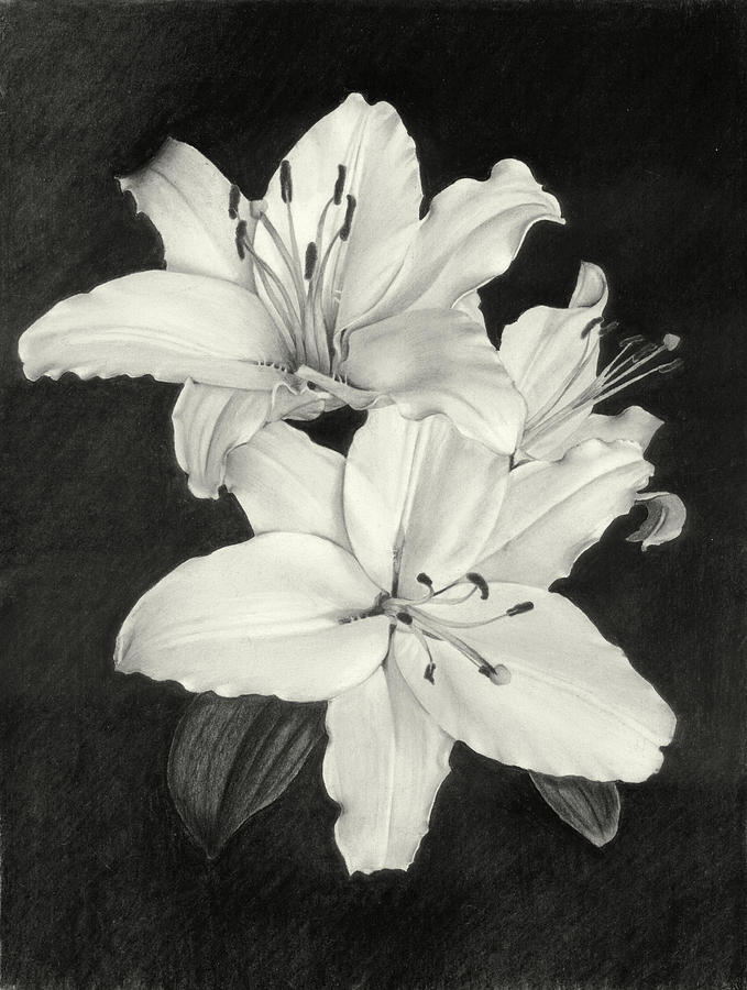 679x900 Lilies Drawing By Nicola Butt