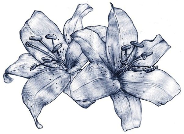 603x440 Lily Flowers Drawings Lily Flowers Tattoo Drawing {Embroidery