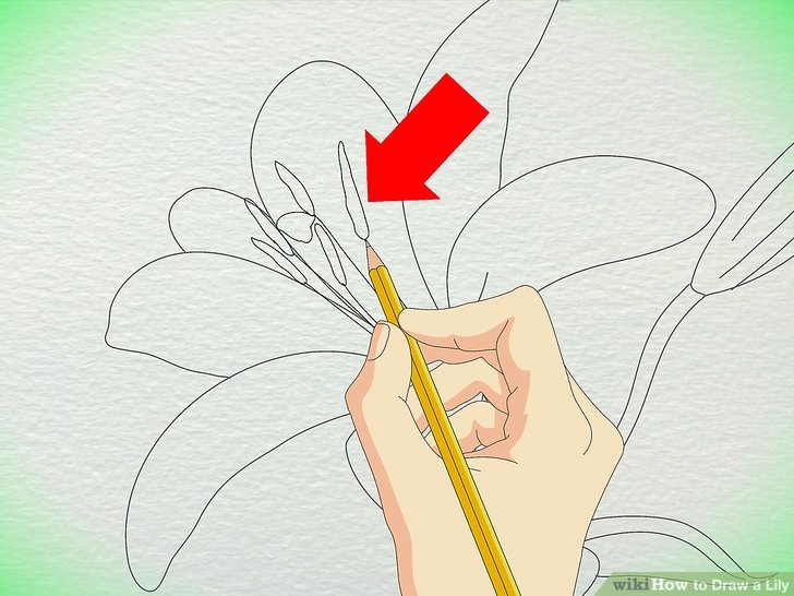 728x546 3 Ways To Draw A Lily