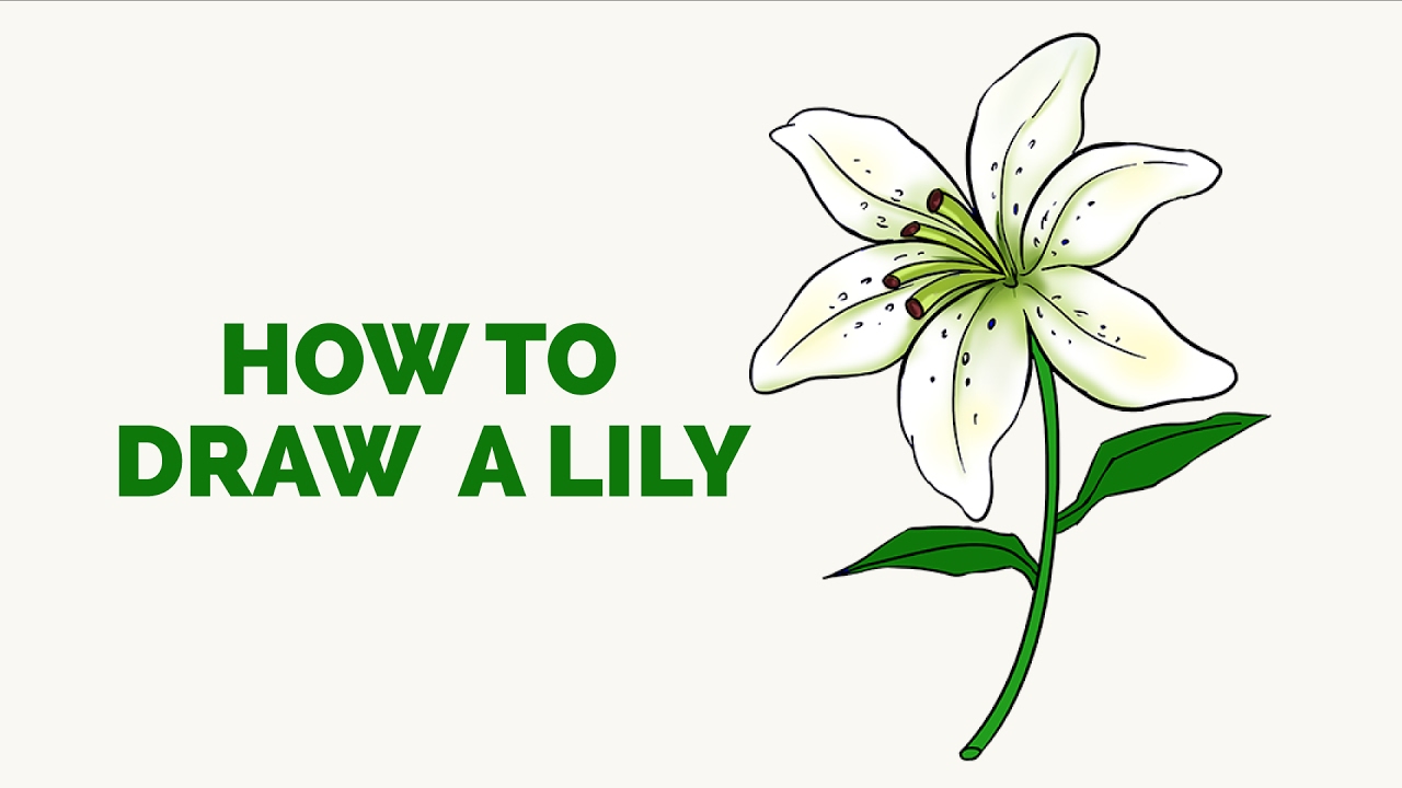 1280x720 How To Draw A Lily In A Few Easy Steps Drawing Tutorial For Kids