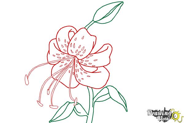 600x400 How To Draw A Tiger Lily