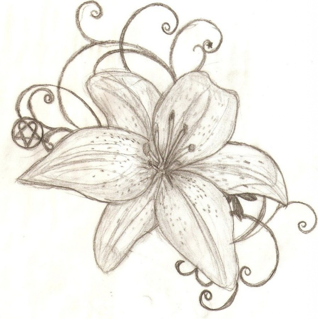 1021x1024 Lily Flower Drawing Tiger Lily Flower Drawing