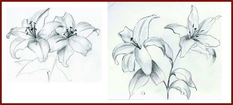800x359 Twodoublelilieshow To Draw A Realistic Lily