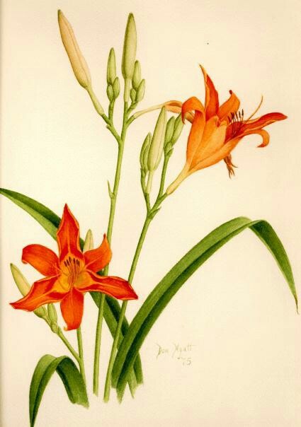 425x604 Pin By Ellen Stewart On Flowers Vintage Botanical