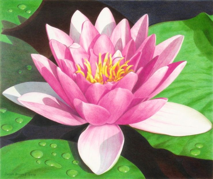 739x620 Lily Pad Drawinge Of Macdragon's Roses. Colored Pencils
