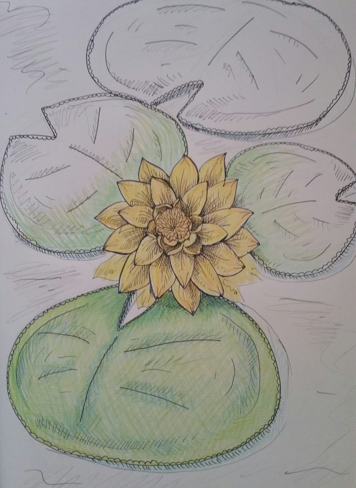 1167x1600 Sketch Of The Week Lily Pad Flower