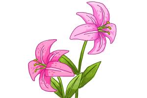 300x200 How To Draw A Stargazer Lily
