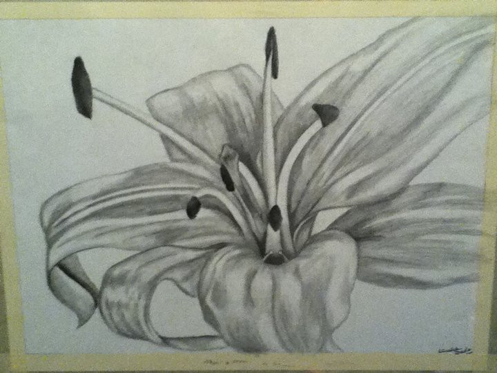 720x540 Lily Drawing By Akiko Autumn