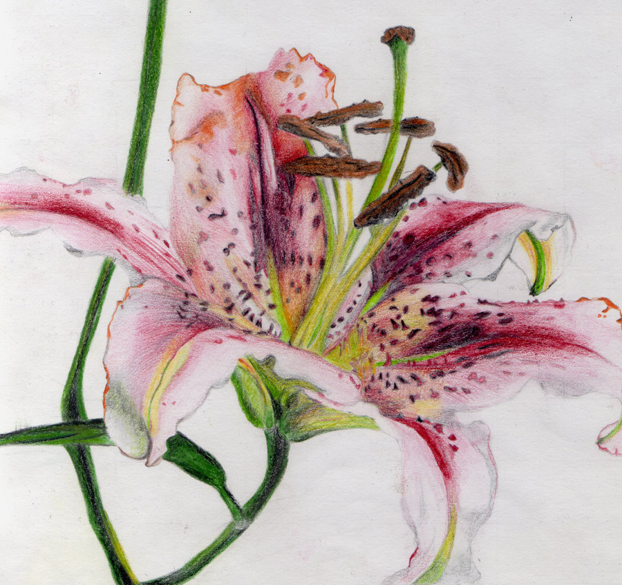 900x846 Tiger Lily By Crazy Joe Davola