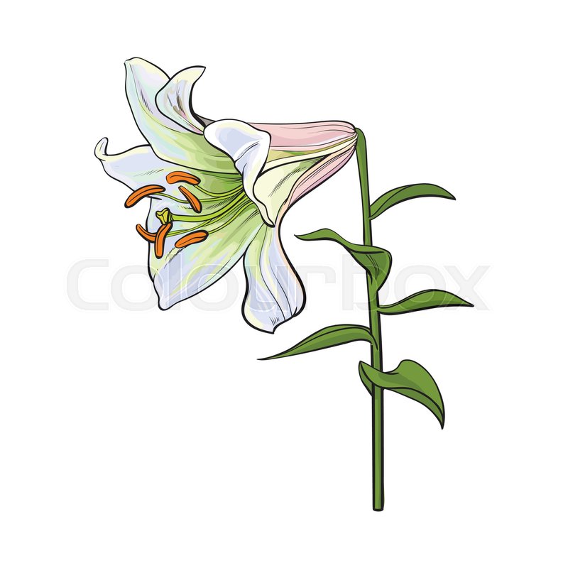 800x800 Single Hand Drawn White Lily Flower With Stem And Leaves, Side