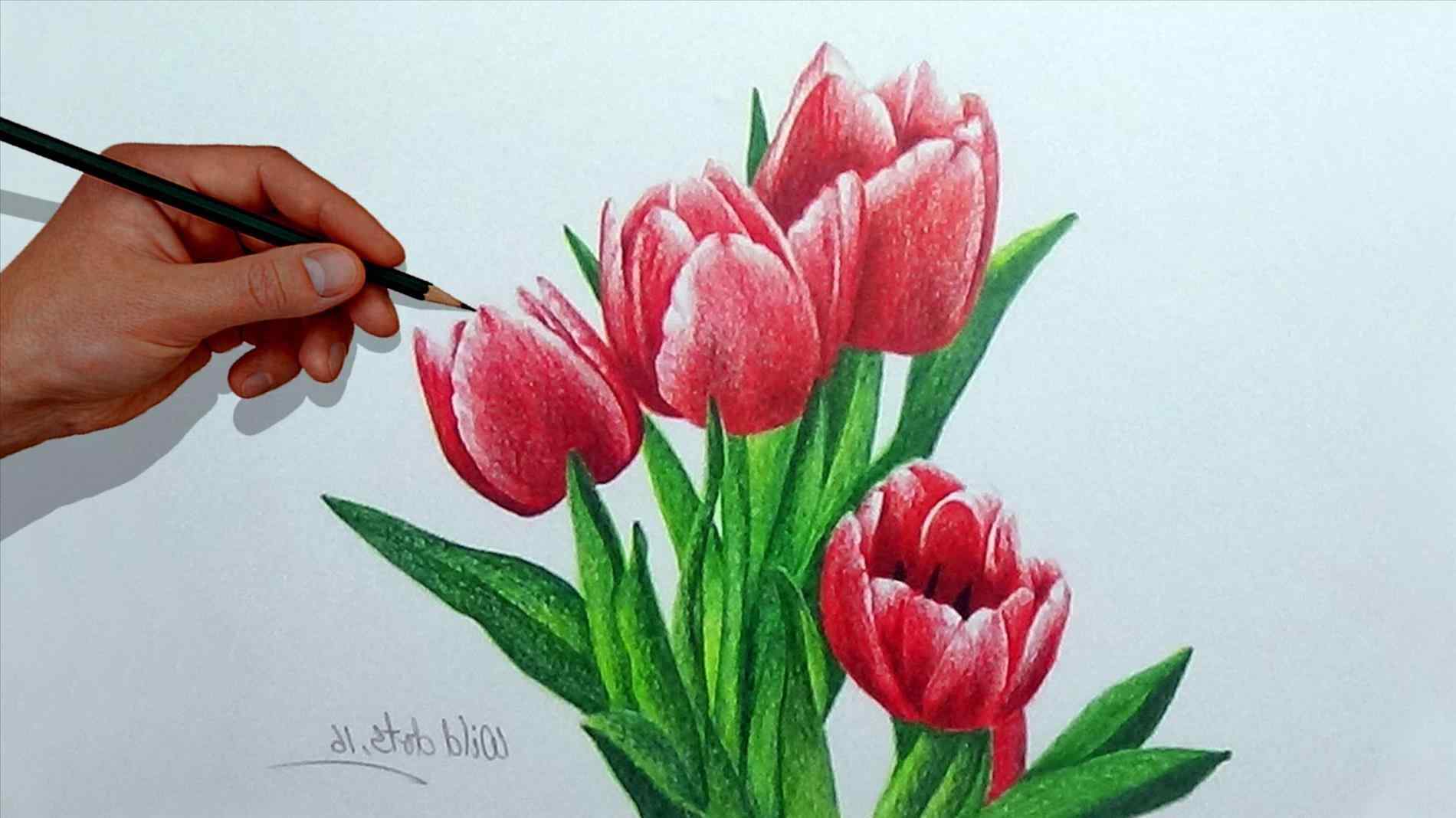 Lily Flower Drawing Pictures at GetDrawings | Free download