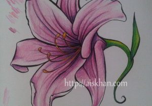 300x210 Lily Flower Drawing