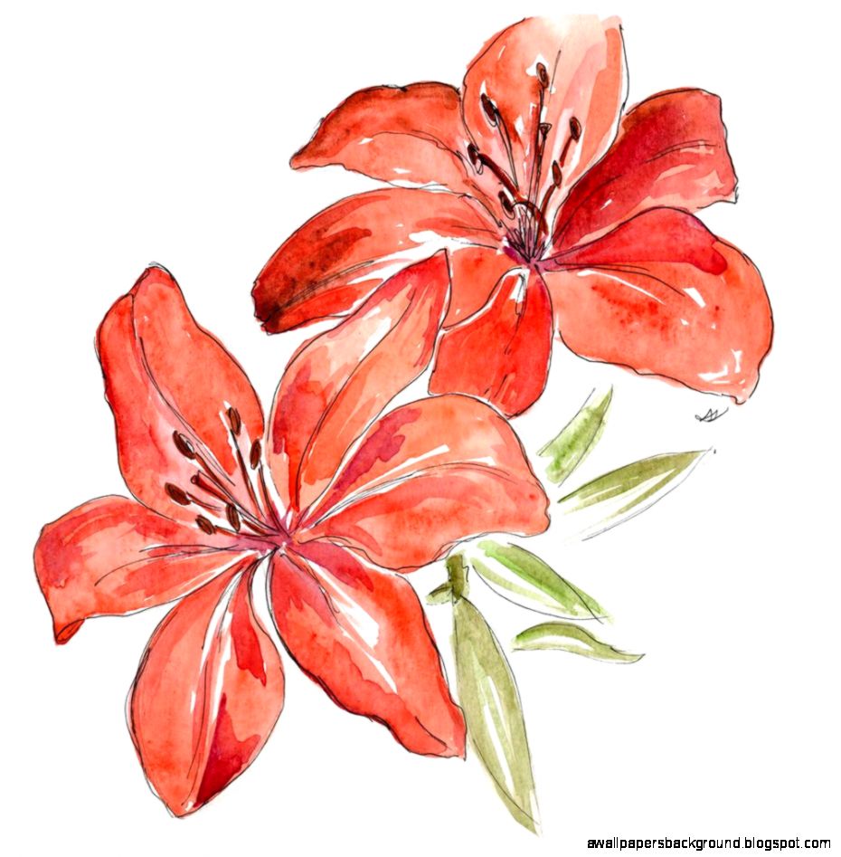 930x947 Lily Flower Drawing Color Wallpapers Background