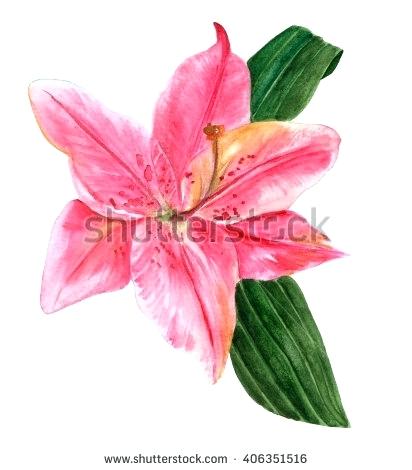 412x470 Lily Flower Drawing Set Of Hand Drawn White Lily Flowers In Side