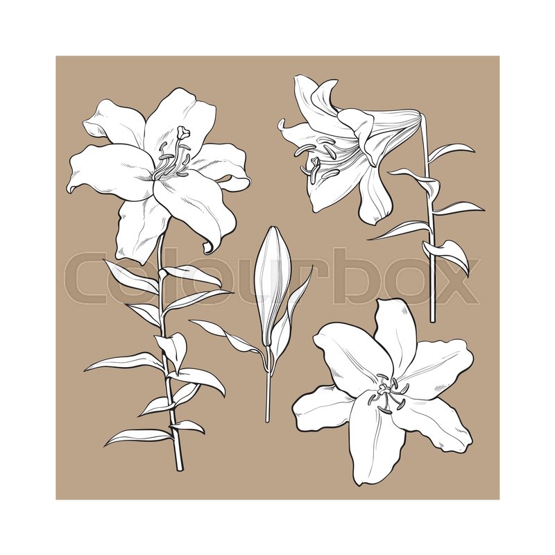 800x800 Single Hand Drawn White Lily Flower Bud With Stem And Leaves, Side