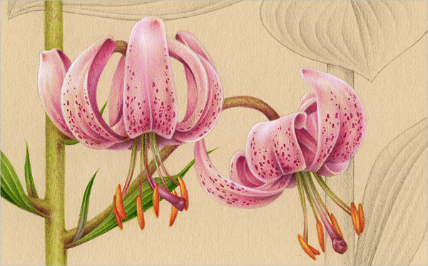 600x373 Flower Drawings
