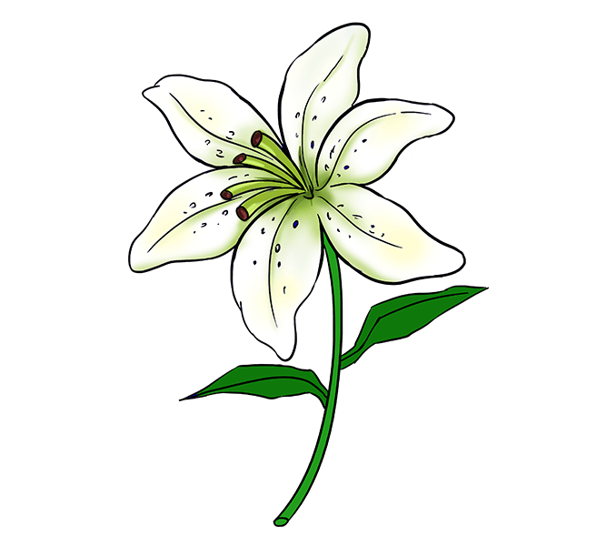 678x600 How To Draw A Lily Easy And Simple Guide Flower Drawing