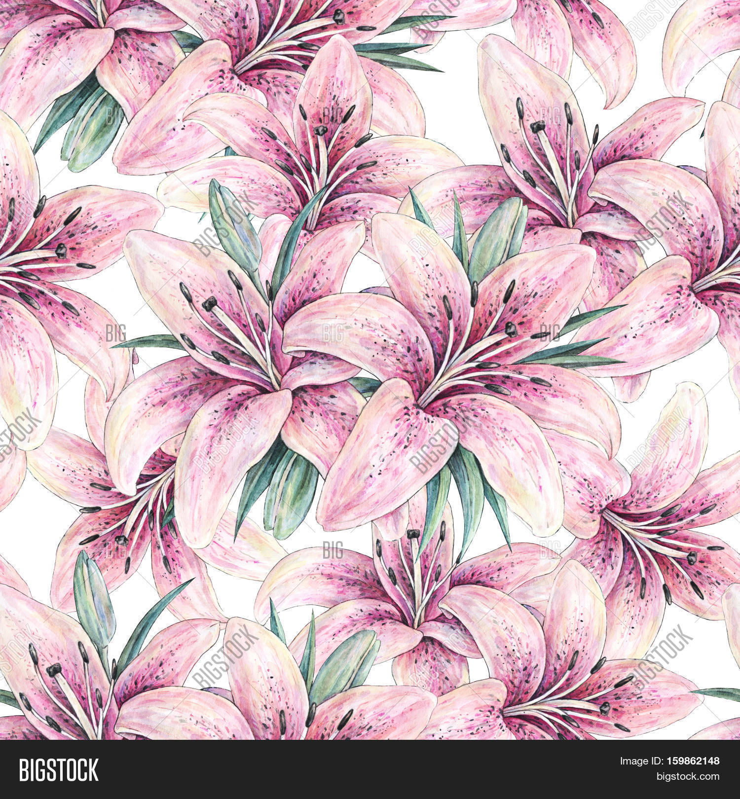 1500x1620 Pink Lily Flowers Isolated On White Image Amp Photo Bigstock