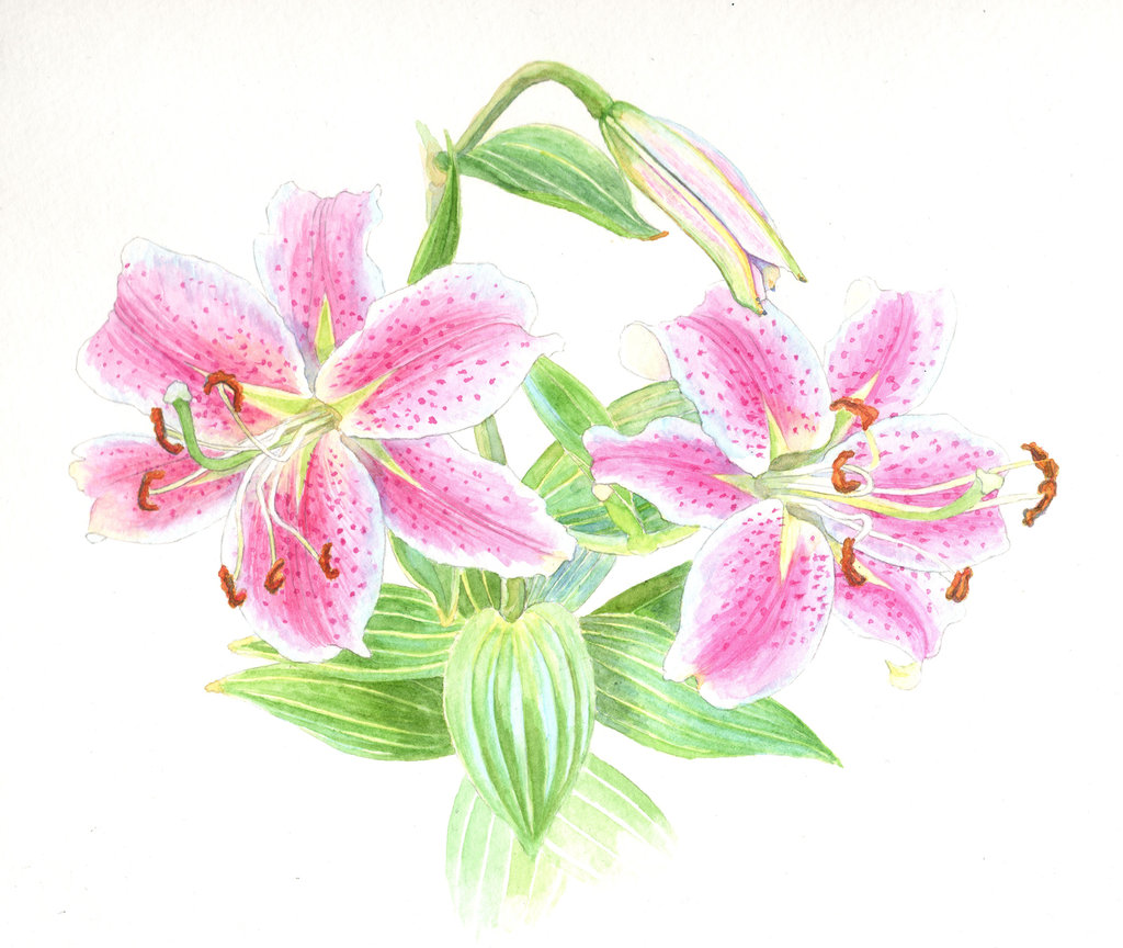 1024x864 Stargazer Lily Flowers By Ianumeric Awesome Artists
